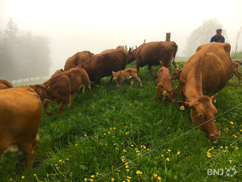 Des vaches et leur veau qui paissent tranquillement mais qui peuvent s'avérer très dangereuses si elles se sentent menacées.