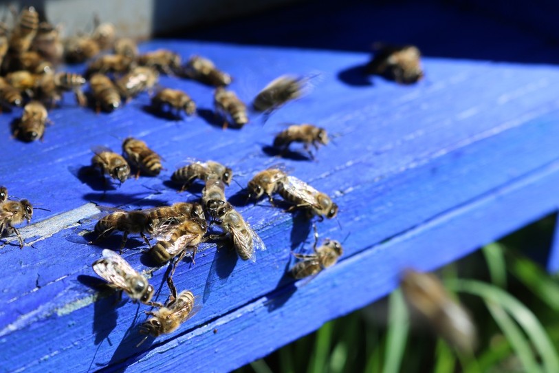 Des mesures agroécologiques dans les praires favorisent le développement des colonies d'abeilles.(Photo : Fédération Rurale Interjurassienne)