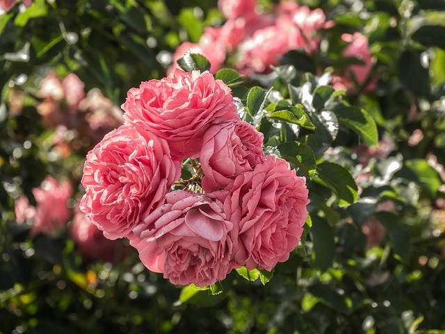 Rosier
