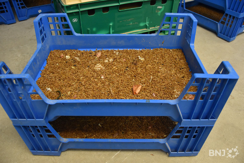 Les insectes sont élevés dans des cageots en plastique. Les rebords des contenants étant lisses, les larves ne risquent pas de s'échapper.
