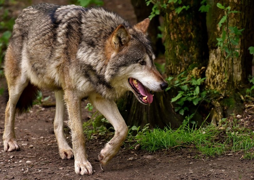 Le loup serait responsable d'un véritable carnage sur la montagne de Chasseral. (Photo d'illustration)