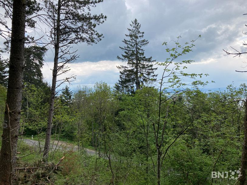 La météo pluvieuse de ce mois de mai a permis aux arbres de la forêt de Chaumont de retrouver un peu de vigueur.