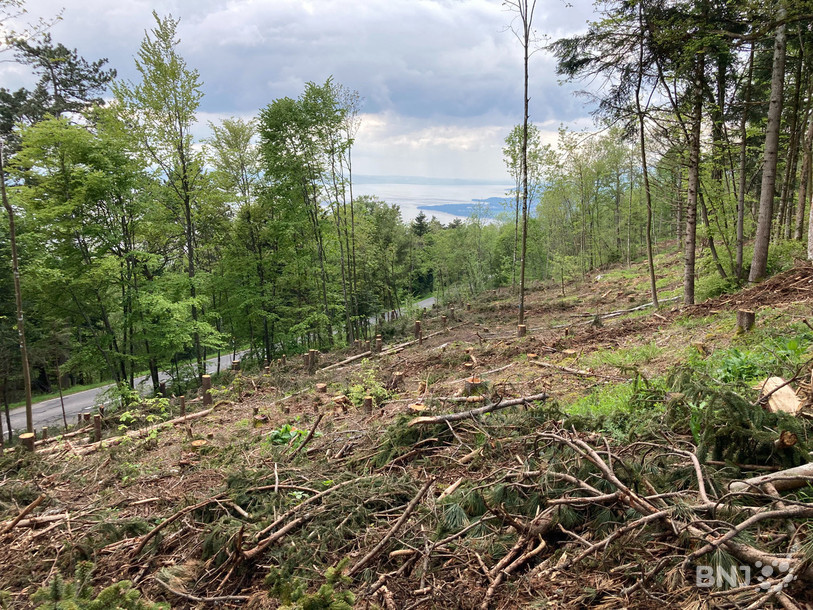 Plusieurs épicéas ont été coupés à mi-côte de Chaumont ce printemps.