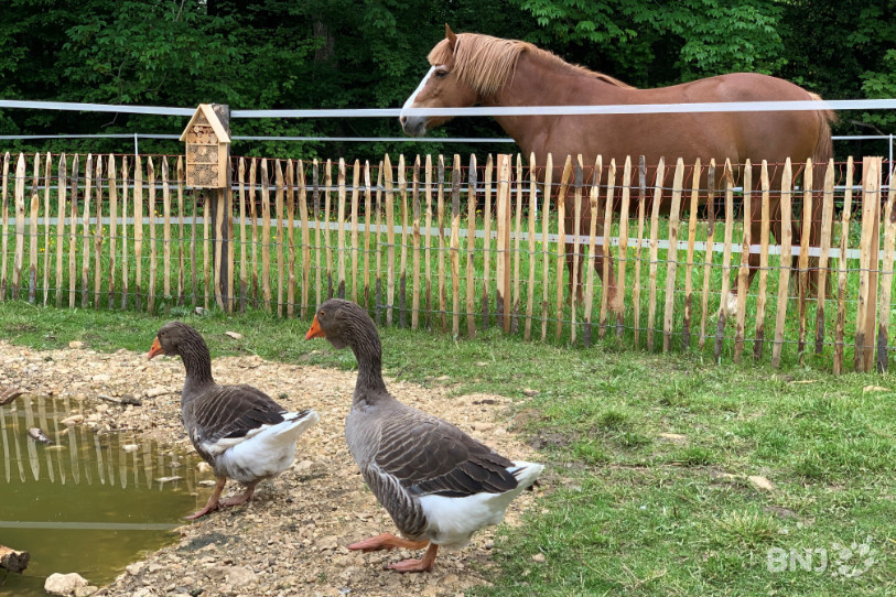 Les animaux n'attendent désormais que les visiteurs à la ferme de Domont.