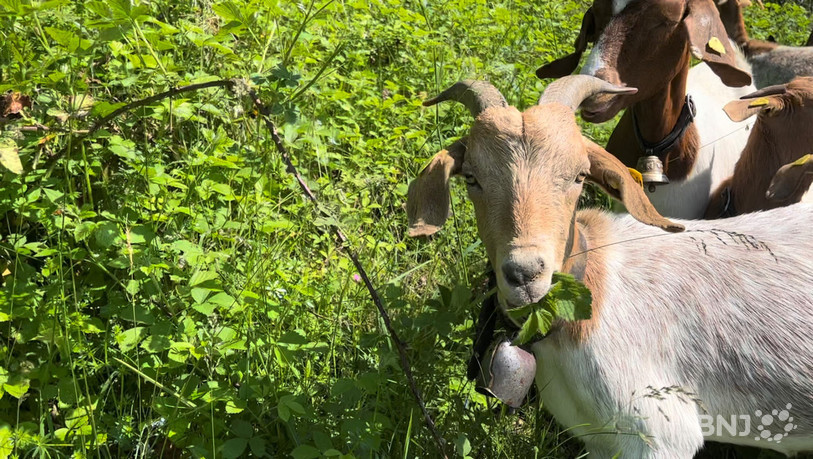 La gourmandise des chèvres n'est pas nécessairement un vilain défaut.