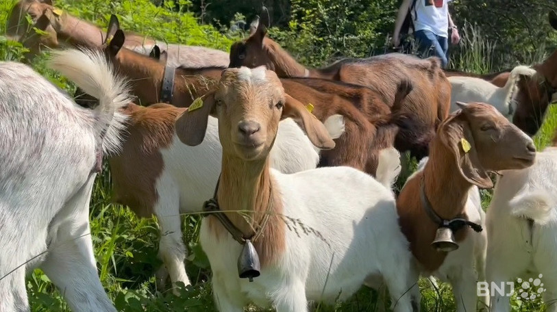 Un troupeau de chèvre participe au maintien de la biodiversité.