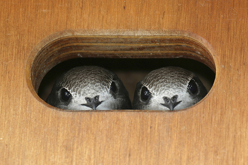 Des martinets âgés de quelques dizaines de jours à l'affût (photo : Alain Georgy).