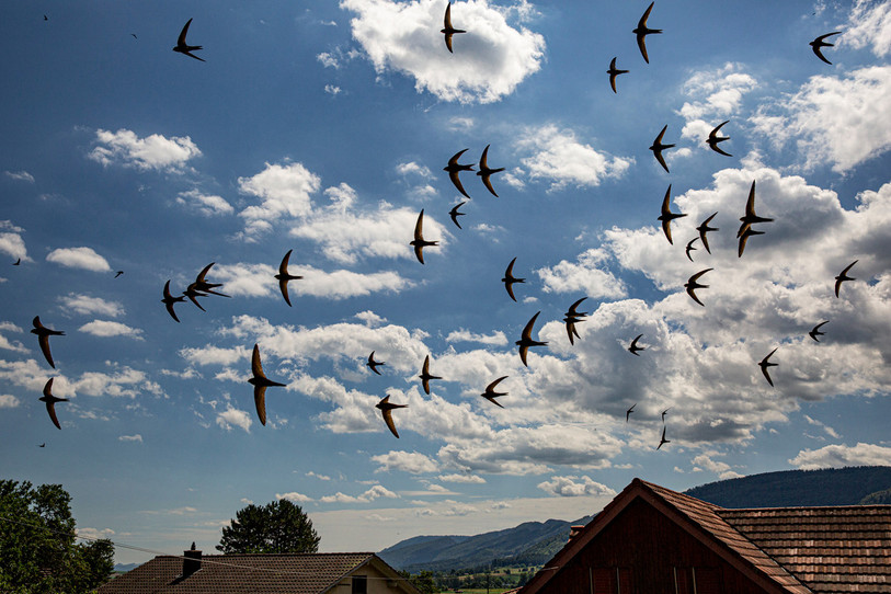 Les martinets volent en escadrille (photo : Alain Georgy).
