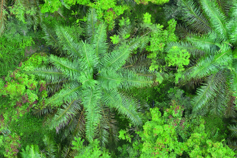 Des îlots d’arbres composés d’espèces locales parsèment la plantation. (Photo : Watit Khokthong).