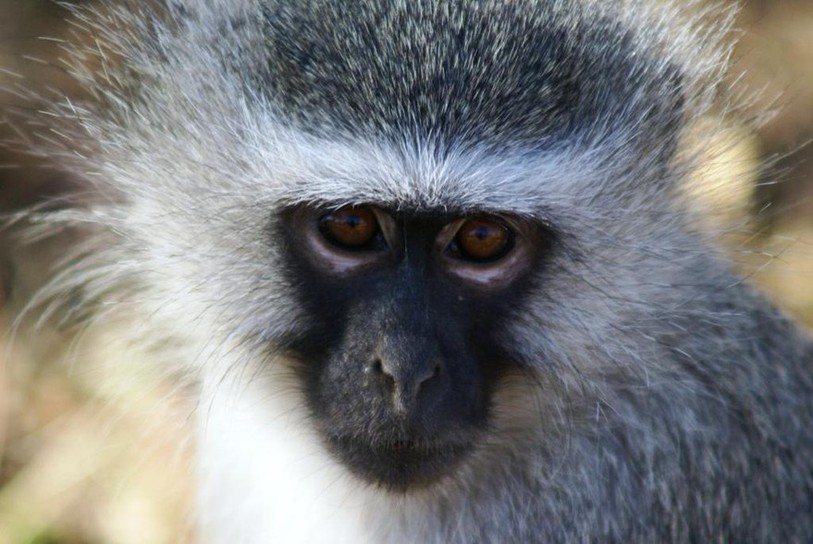Le singe vervet