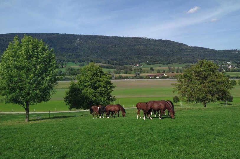 Il est important de faire attention au taux de consanguinité du cheval franches-montagnes. (Photo: Emilie Beuret)