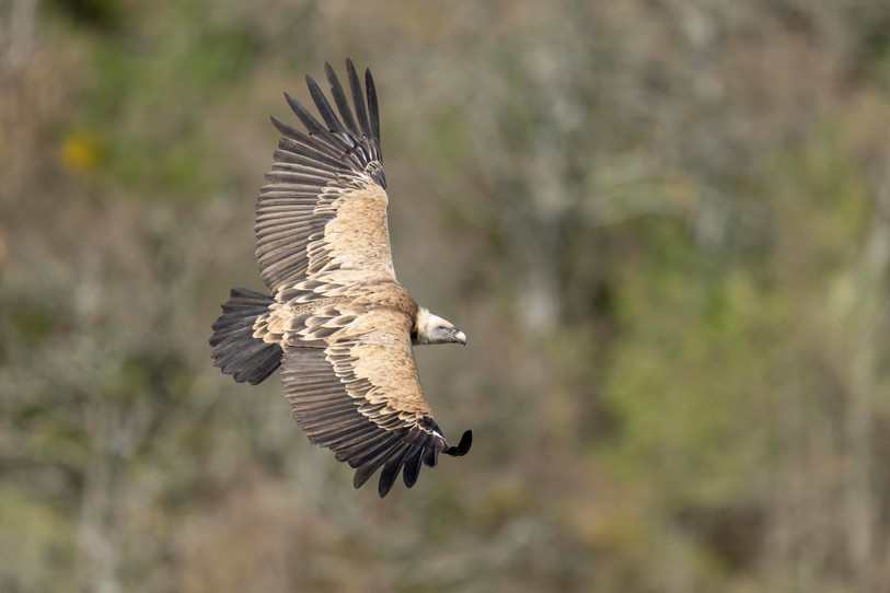 Avec ses immenses ailes, le vautour fauve vogue sans effort dans les airs et peut ainsi parcourir de longues distances à la recherche de charognes. photo © Marcel Burkhardt