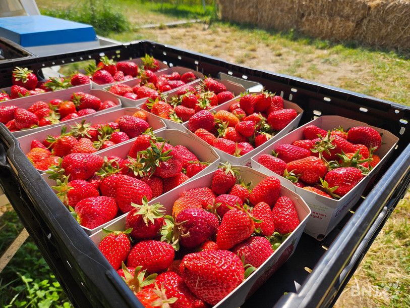 Les fraises sont savoureuses cette année grâce à une météo idéale.