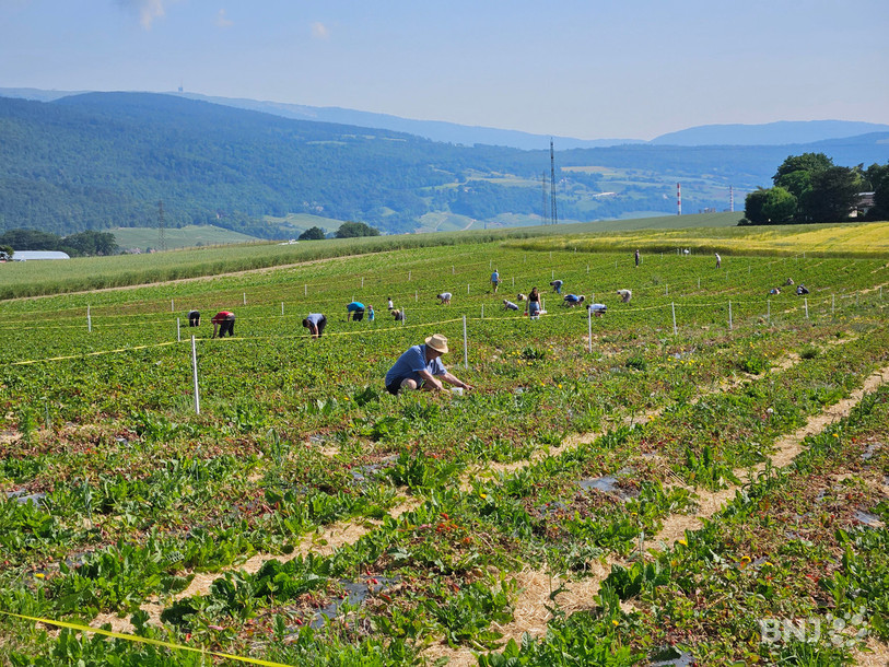 Mardi matin, de nombreuses personnes remplissaient leur panier de fraises à Wavre.