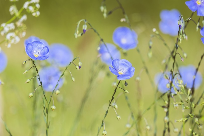 Lin bleu vivace