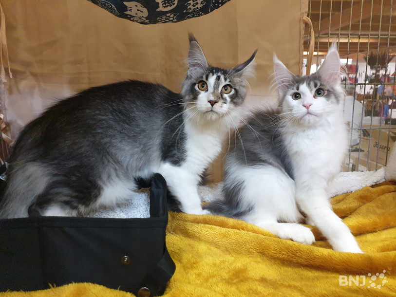 Les Maine Coons sont réputés pour être des chats très câlins. Ils font partie des plus grands chats de race, pouvant mesurer jusqu’à un mètre de long et peser jusqu’à 10 kilos.
