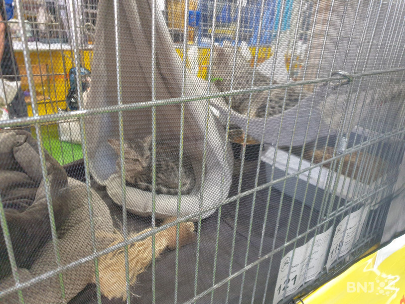 Le temps de l’exposition, les chats sont placés dans des cages qui répondent à des normes variant d’un pays à l’autre. Dans celle-ci se trouvent deux Mau égyptiens, le chat des pharaons, une des races les plus rares au monde.