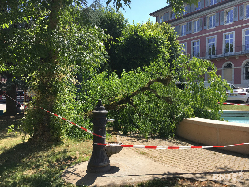 La branche cassée repose sur la fontaine du Pré de l'étang à Porrentruy.