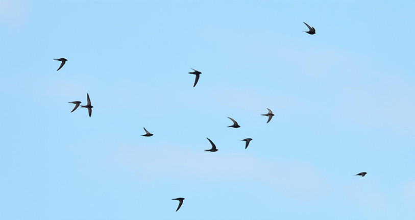 © David Doda / nosvoisinssauvages.ch, martinets noirs (Apus apus)