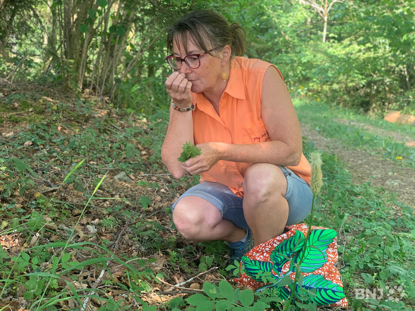 Muriel Jeannerat, passionnée de plantes sauvages comestibles, cueille notamment de l'aspérule odorante dans une clairière du Clos-du-Doubs.