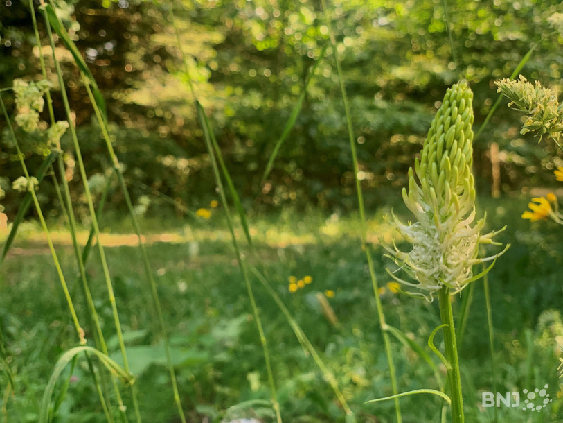 La raiponce en épi et ses boutons peuvent, par exemple, se déguster en salade.