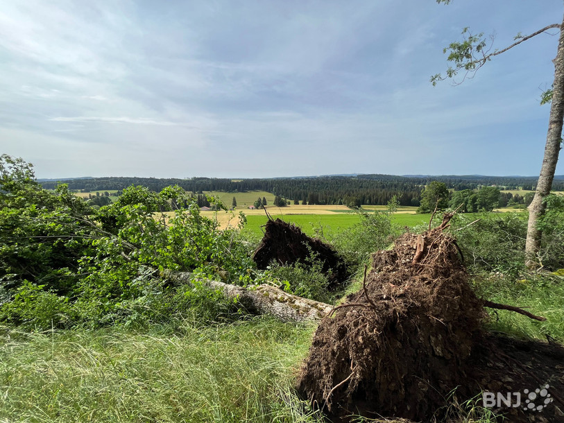Certains arbres n'ont pas résisté à la tempête qui a traversé la région ce mercredi matin.