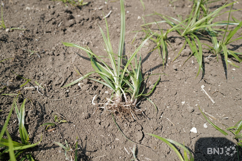 Le souchet comestible peut se multiplier par rhizomes, par micro tubercules et par graines.