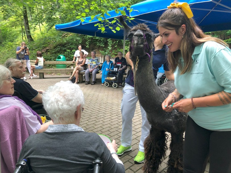 Les résidents du home Beausite à Moutier ont reçu lundi la visite des lamas de Wayra Goycochea.