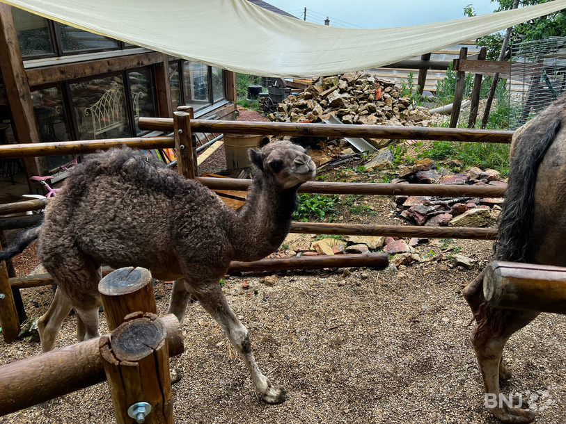 Siracus, 2 mois et demi, est la nouvelle mascotte de La petite ferme aux dromadaires.