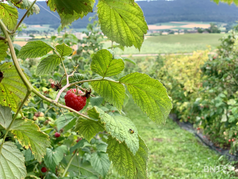 Les framboises se portent bien à Courrendlin.