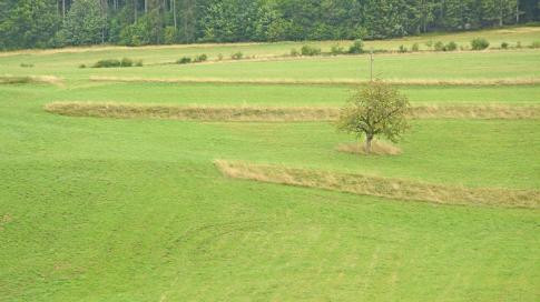 Les bandes refuge sont un acte volontaire des agriculteurs en faveur de la biodiversité. (photo : Parc régional Chasseral)