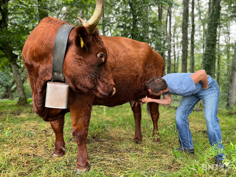 Amateur de bons produits, Joan Studer ne rechigne jamais à un petit lait chaud directement à la source !