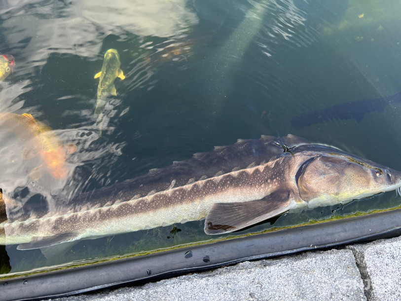 Au milieu des carpes Koï, l'esturgeon fascine par sa nage élégante et ses allures de poisson venu de la préhistoire.