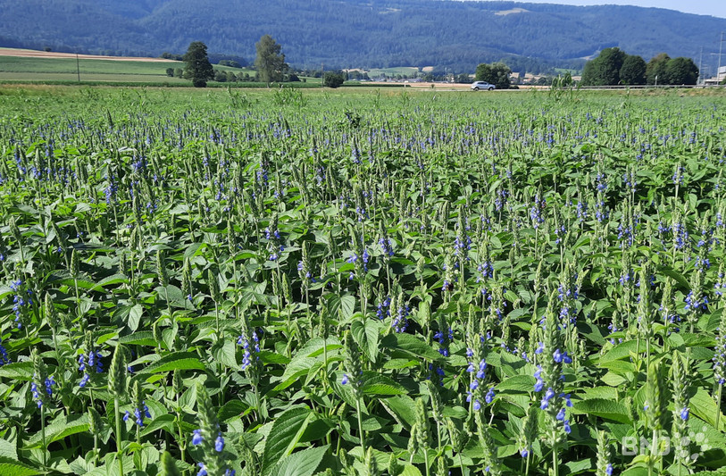 Le premier chia jurassien a été planté à Delémont.