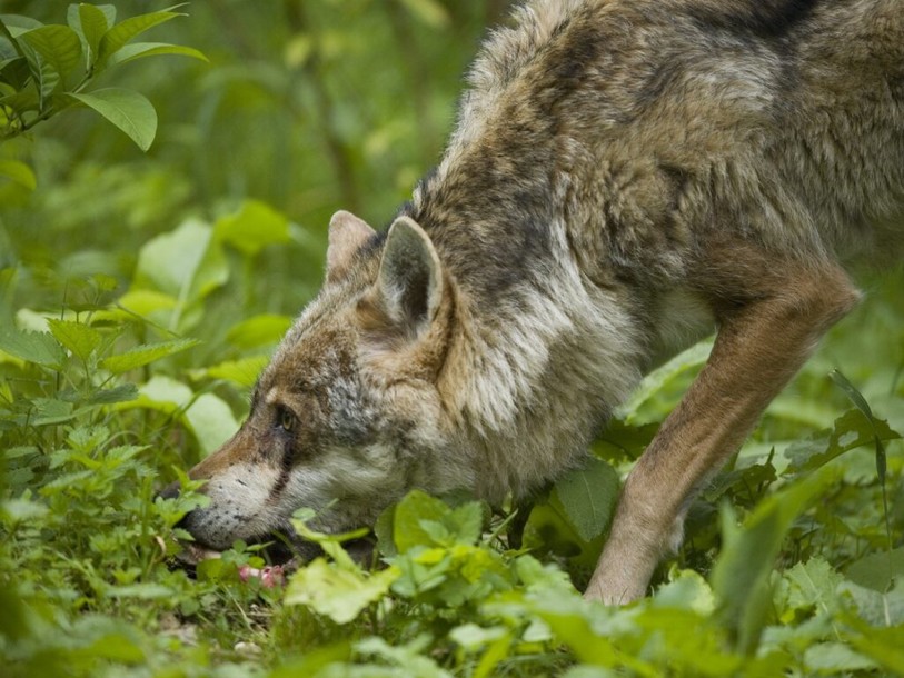 Wolf