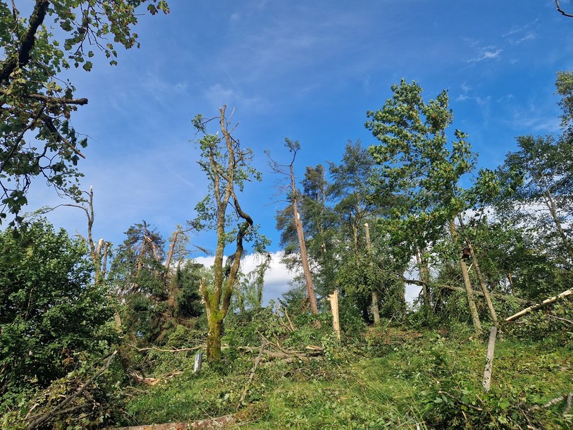 Six EPT sont prévus pour replanter et prendre soin des
arbres. (Photo : archives)