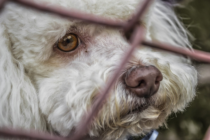 En été, les refuges font face à une hausse des arrivées de compagnons à quatre pattes. (Photo : illustration)