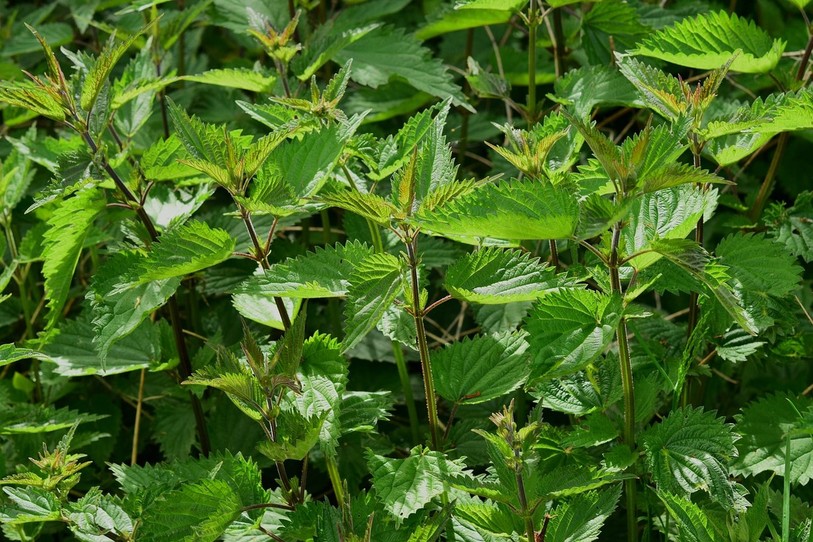 Deux chercheurs de l’Institut de biologie de l’Université de Neuchâtel ont contribué à un ouvrage collectif intitulé « Plantes soignantes ». (Photo : ldd)