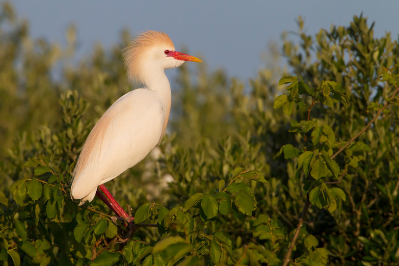 Il aura fallu plusieurs décennies pour que cet oiseau de passage devienne un oiseau nicheur (photo : Mathias Schäf).