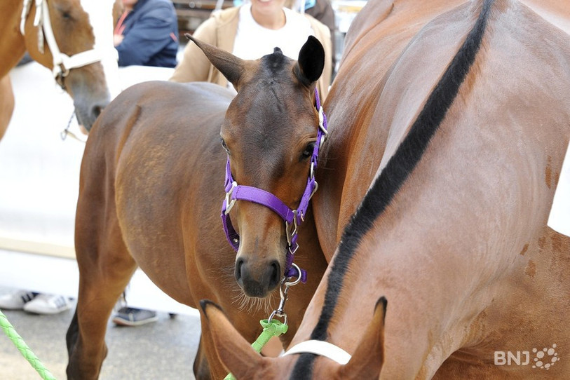 En guise de nouveauté cette année lors de la Semaine du cheval, une vente aux enchères de jeunes chevaux franches-montagnes se tiendra jeudi soir. (Photo archives: Georges Henz).