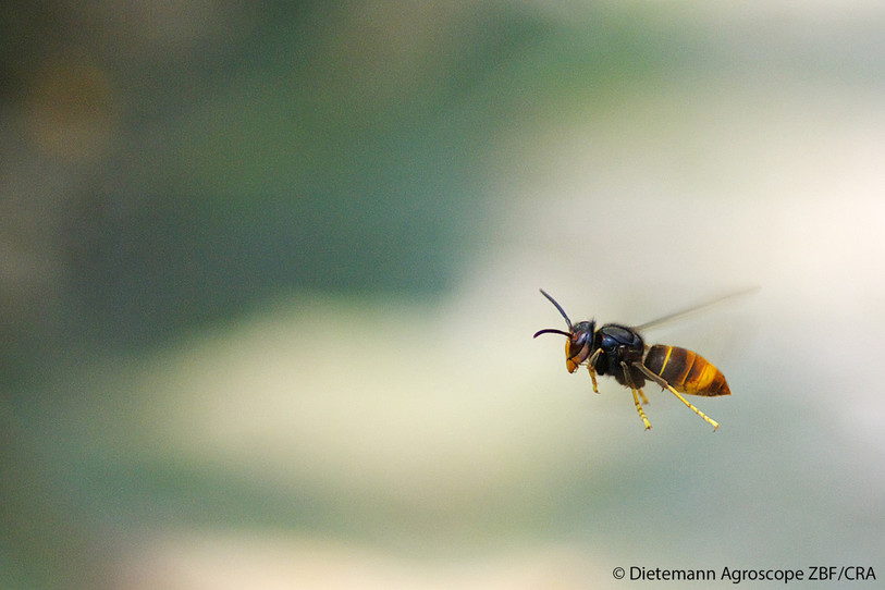 Le frelon asiatique continue de se répandre en Suisse (Photo: Dietemann Agroscope CRA)