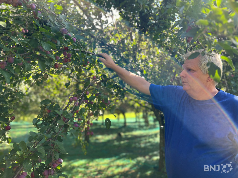 Si seulement 50 damassiniers sur 350 sont chargés de fruits, Frédéric Schneider nourrit de beaux espoirs sur la qualité du produit final.