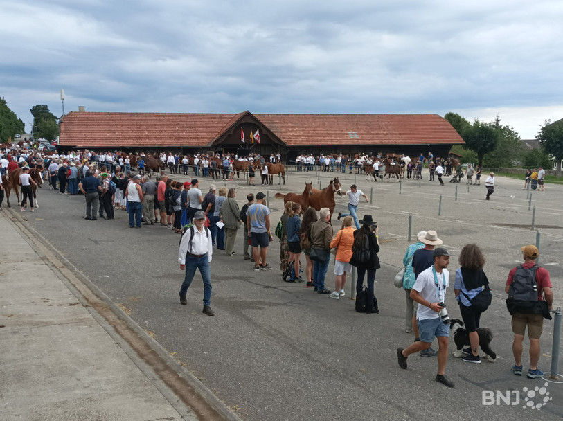De nombreux curieux sont venus admirer les 360 juments et poulains présentés ce samedi matin à Saignelégier.