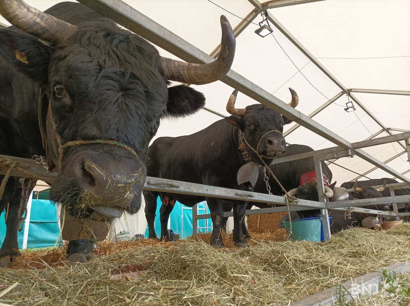 Les vaches d'Hérens et d'autres animaux emblématiques du Valais ont fait le déplacement jusqu'au Marché-Concours.