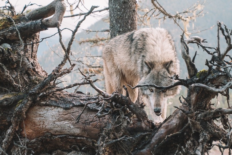 Entre mythes, légendes et réalité, la peur de croiser le loup est-elle aujourd’hui justifiée ? (Photo : Illustration / libre de droits).