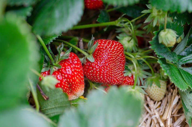 miam, des fraises !
