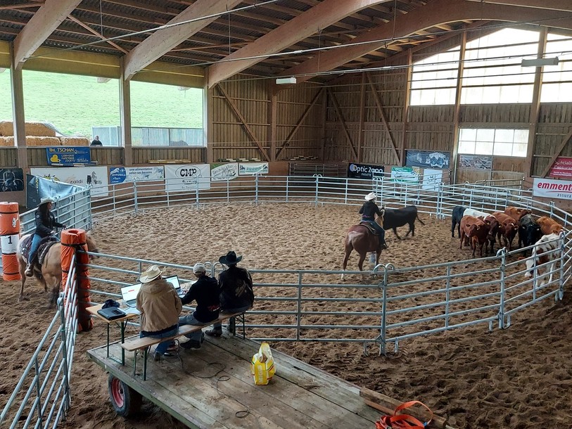 Une cavalière tente d'isoler une génisse, pendant que sa coéquipière, la portière, ferme l'accès à l'autre enclos pour éviter que le troupeau ne traverse.