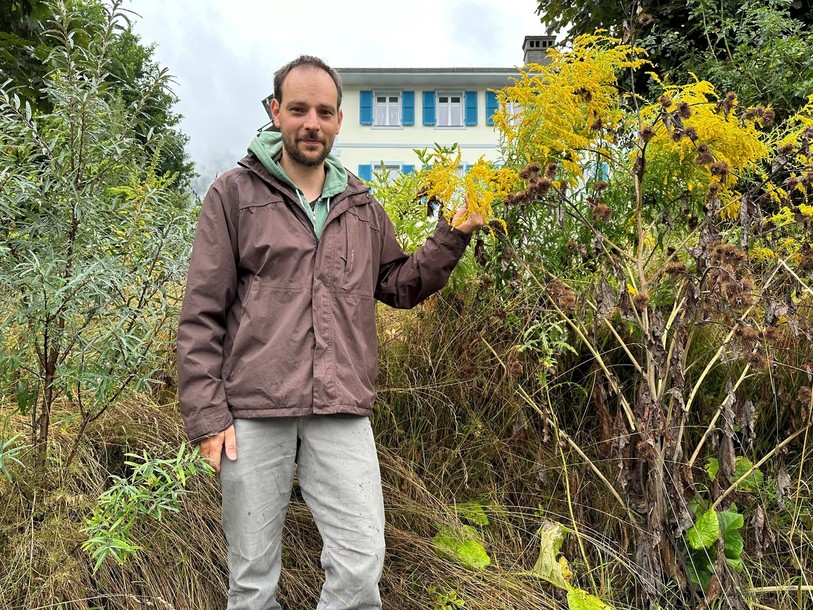 Romain Fürst pose ici à côté de Solidage du Canada,
une plante néophyte envahissante très répandue dans les jardins de la région
