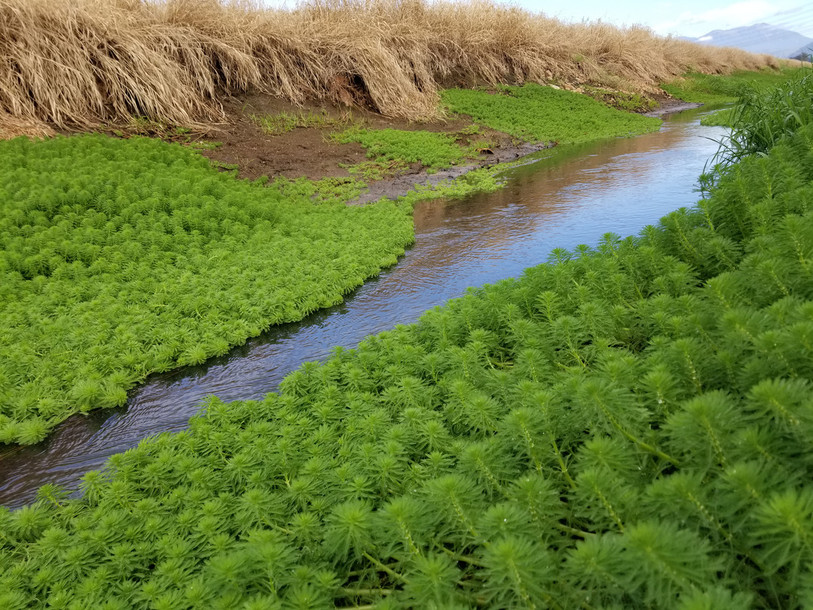 La plante Myriophyllum aquaticum envahit les cours d'eau d'Amérique latine notamment (photo : CABI).