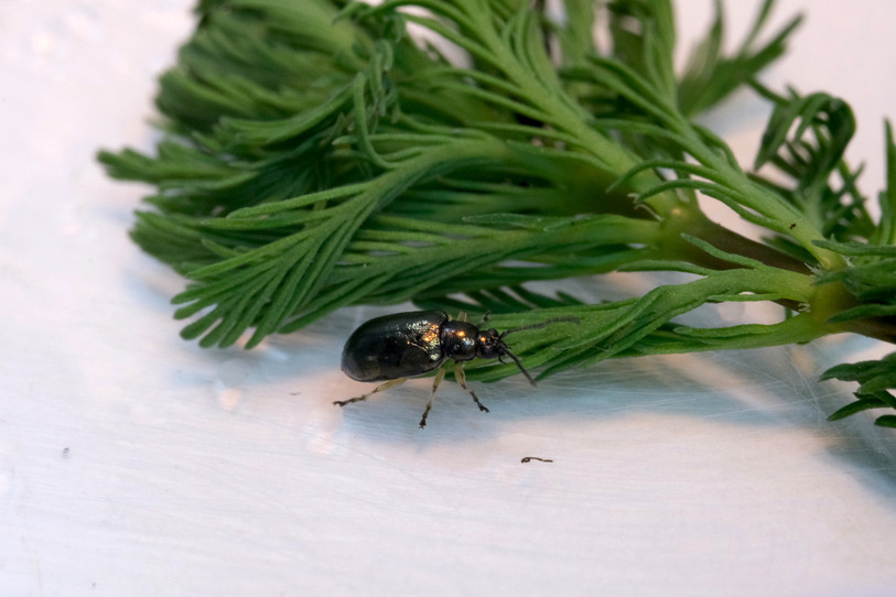 Le Lysathia pourra peut-être aider à lutter contre la plante invasive dans son environnement (photo : CABI).